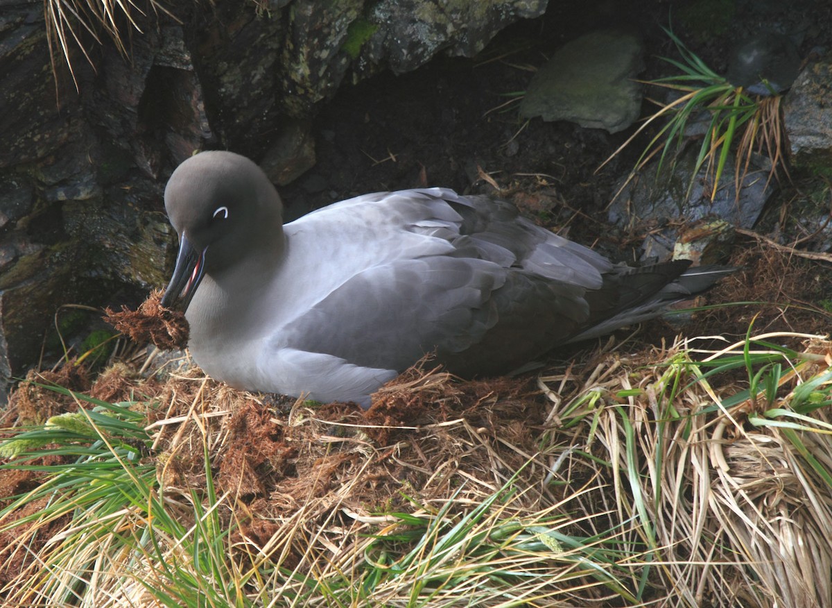 albatros světlehřbetý - ML491481451