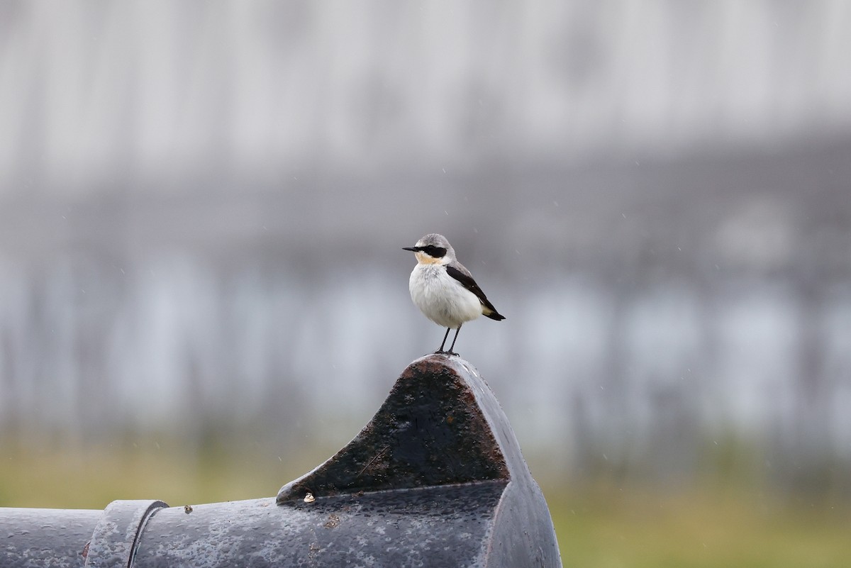 Northern Wheatear - ML491481661