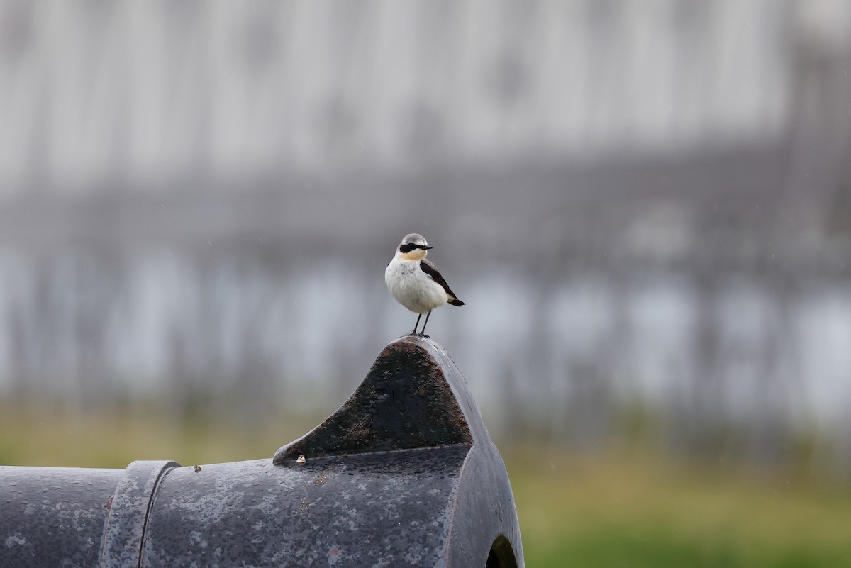 Northern Wheatear - ML491481681