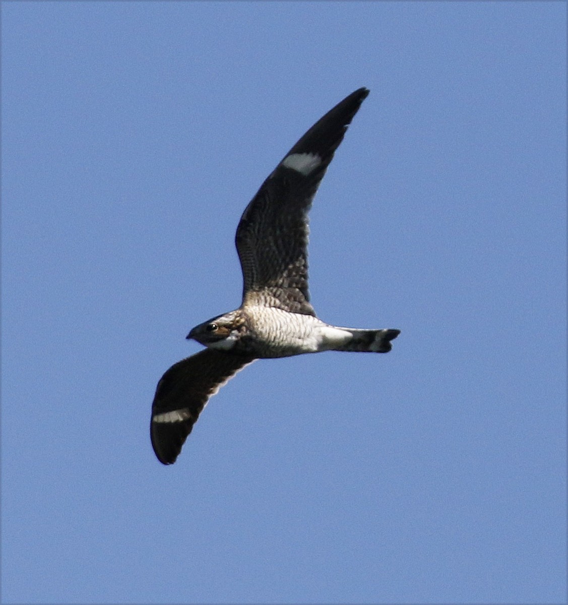 Common Nighthawk - Bill Maynard