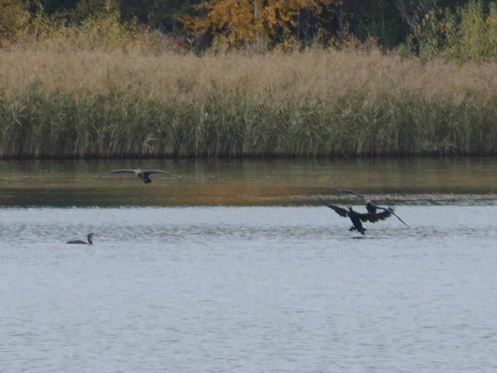 Great Cormorant (Eurasian) - ML491482461