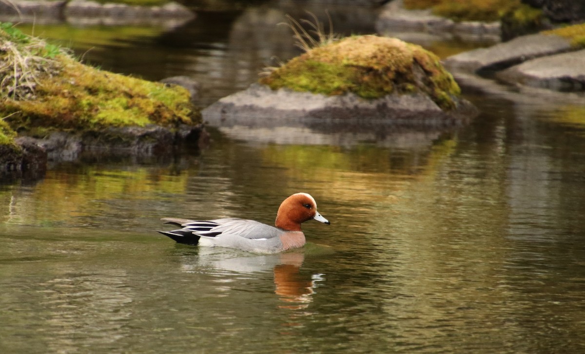 Eurasian Wigeon - Stanislas Sibille