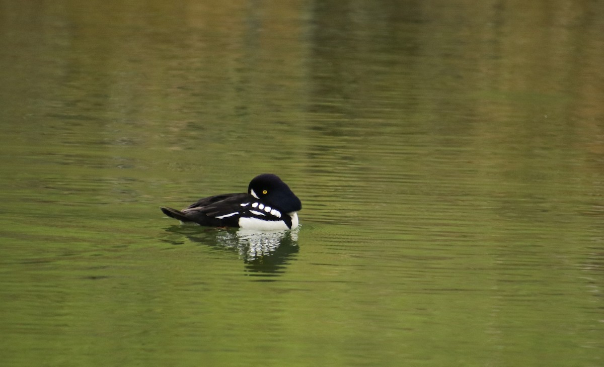 Barrow's Goldeneye - Stanislas Sibille