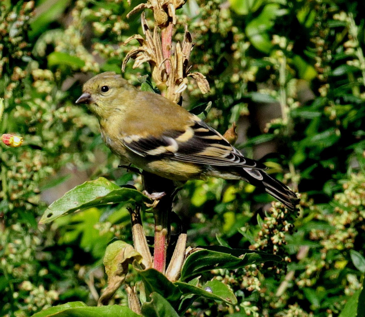 American Goldfinch - ML491483101