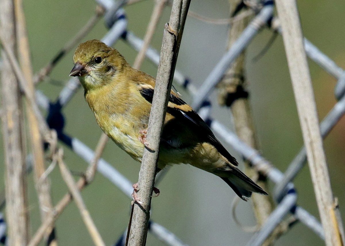 American Goldfinch - ML491483241