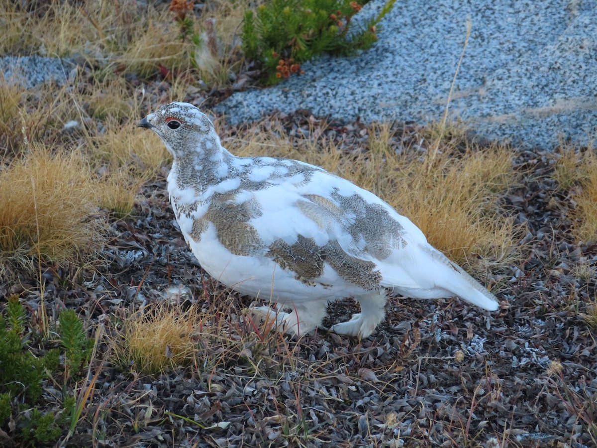 White-tailed Ptarmigan - ML491484361