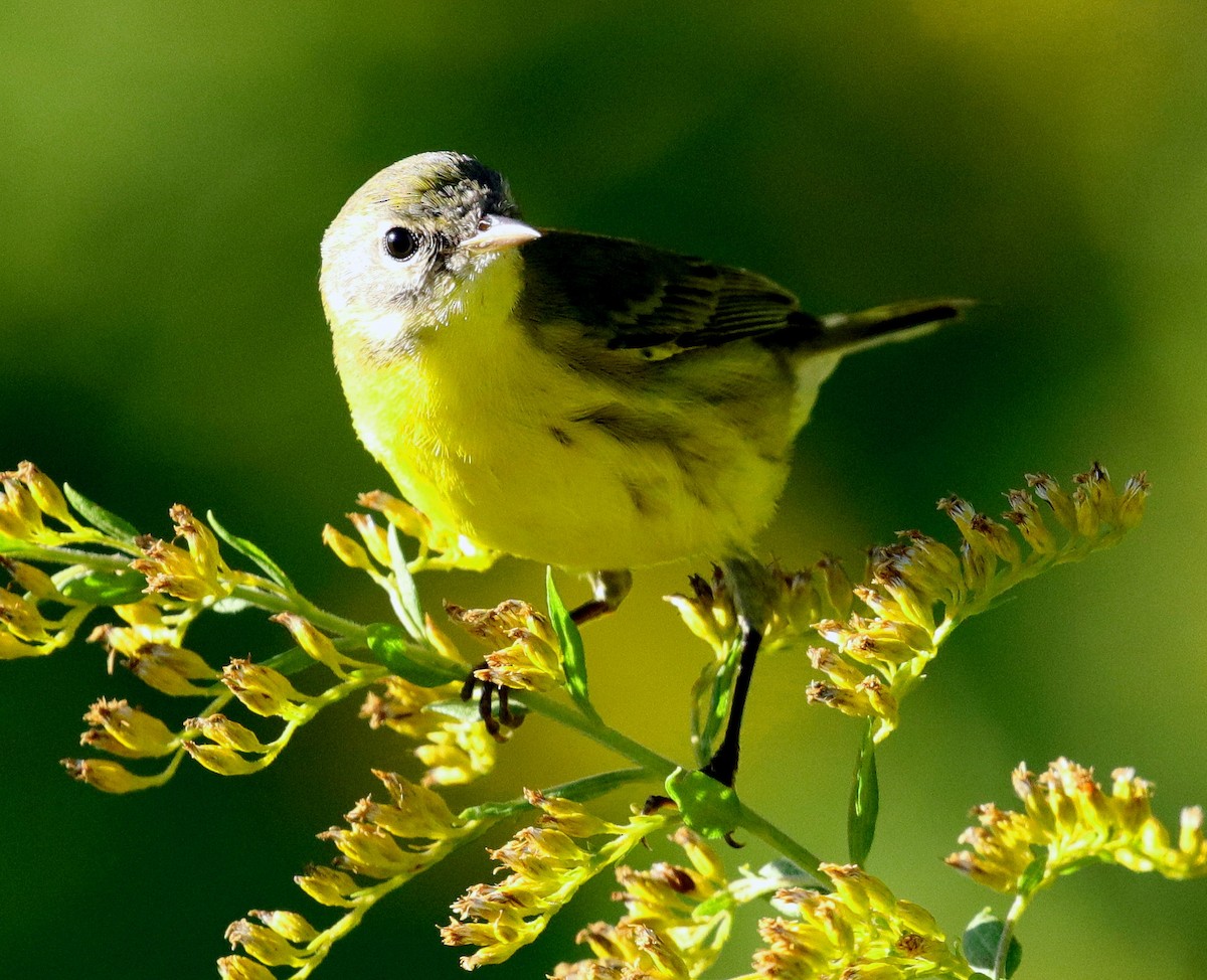 Prairie Warbler - David Ramirez