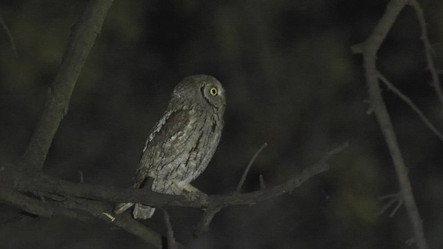 Eurasian Scops-Owl - ML491486211