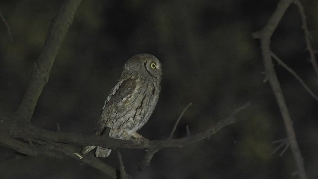 Petit-duc scops - ML491486211