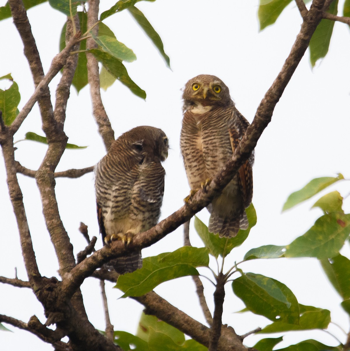 Jungle Owlet - Srinivas Mallela