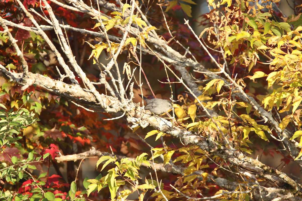 Gray Catbird - ML491486601