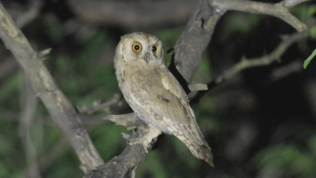 Pallid Scops-Owl - ML491486641