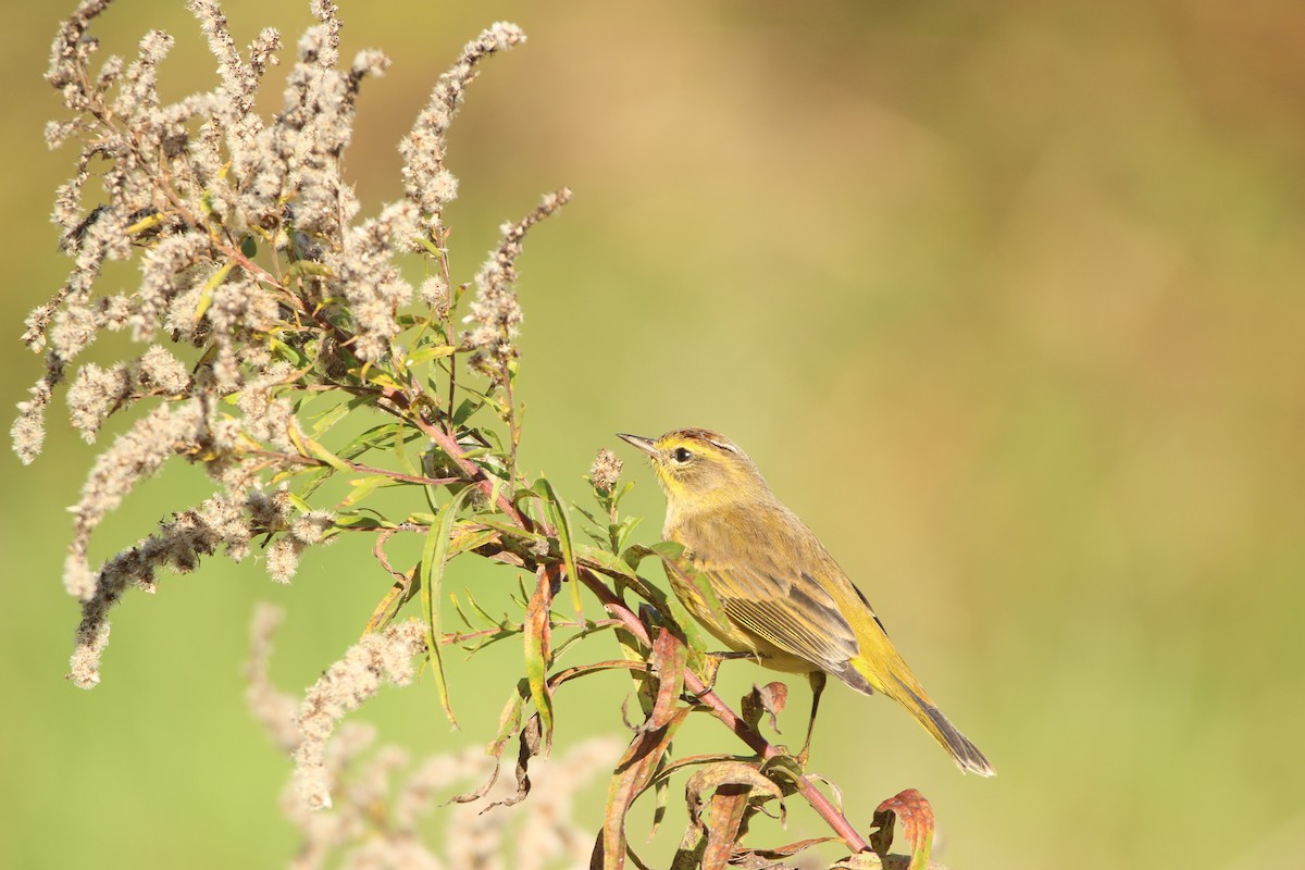 Palm Warbler - Abraham Bowring