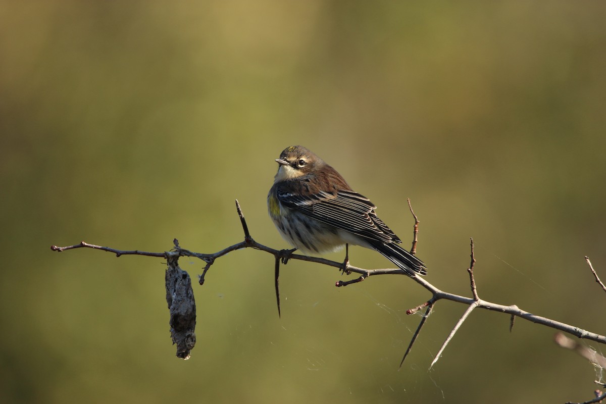 Yellow-rumped Warbler - ML491487291