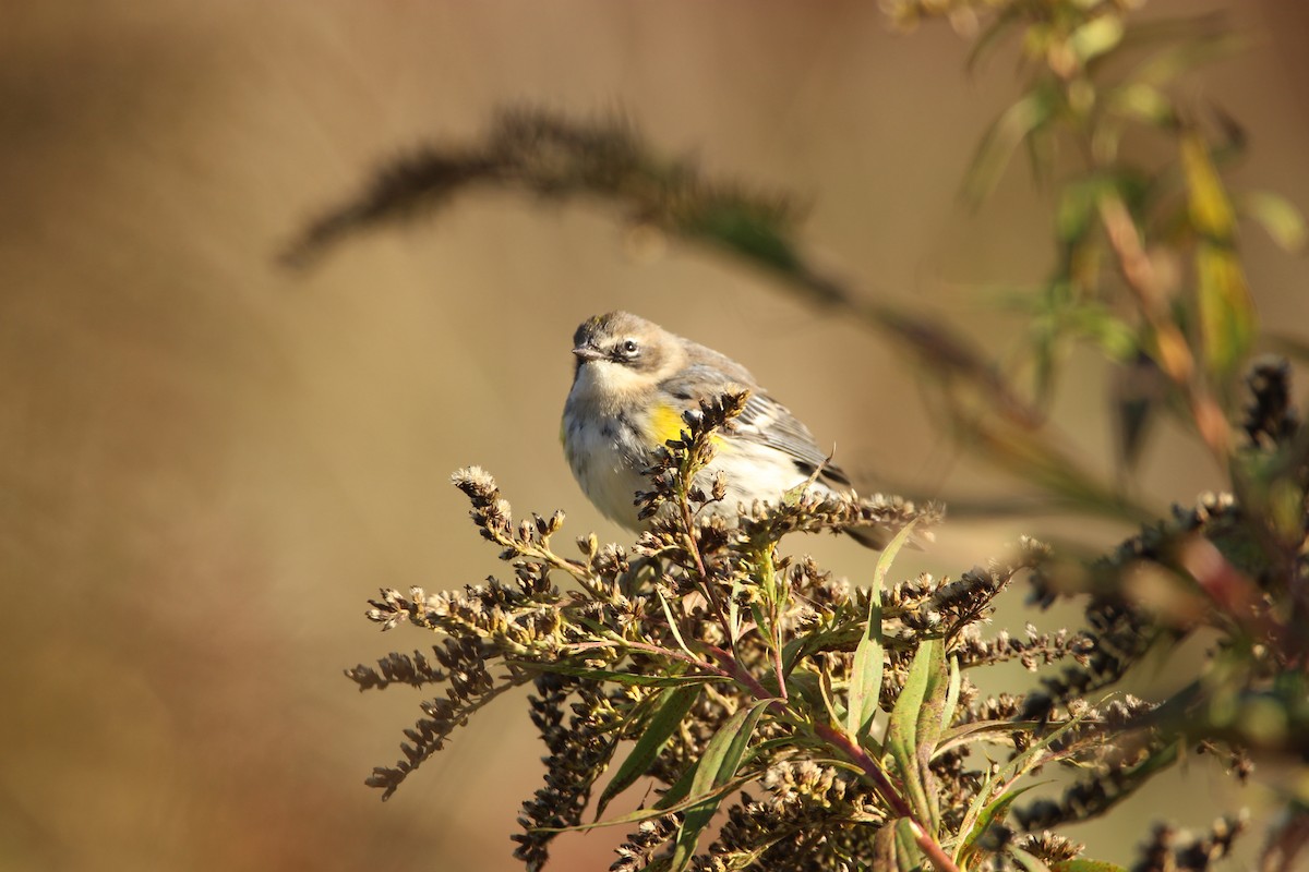 Yellow-rumped Warbler - Abraham Bowring