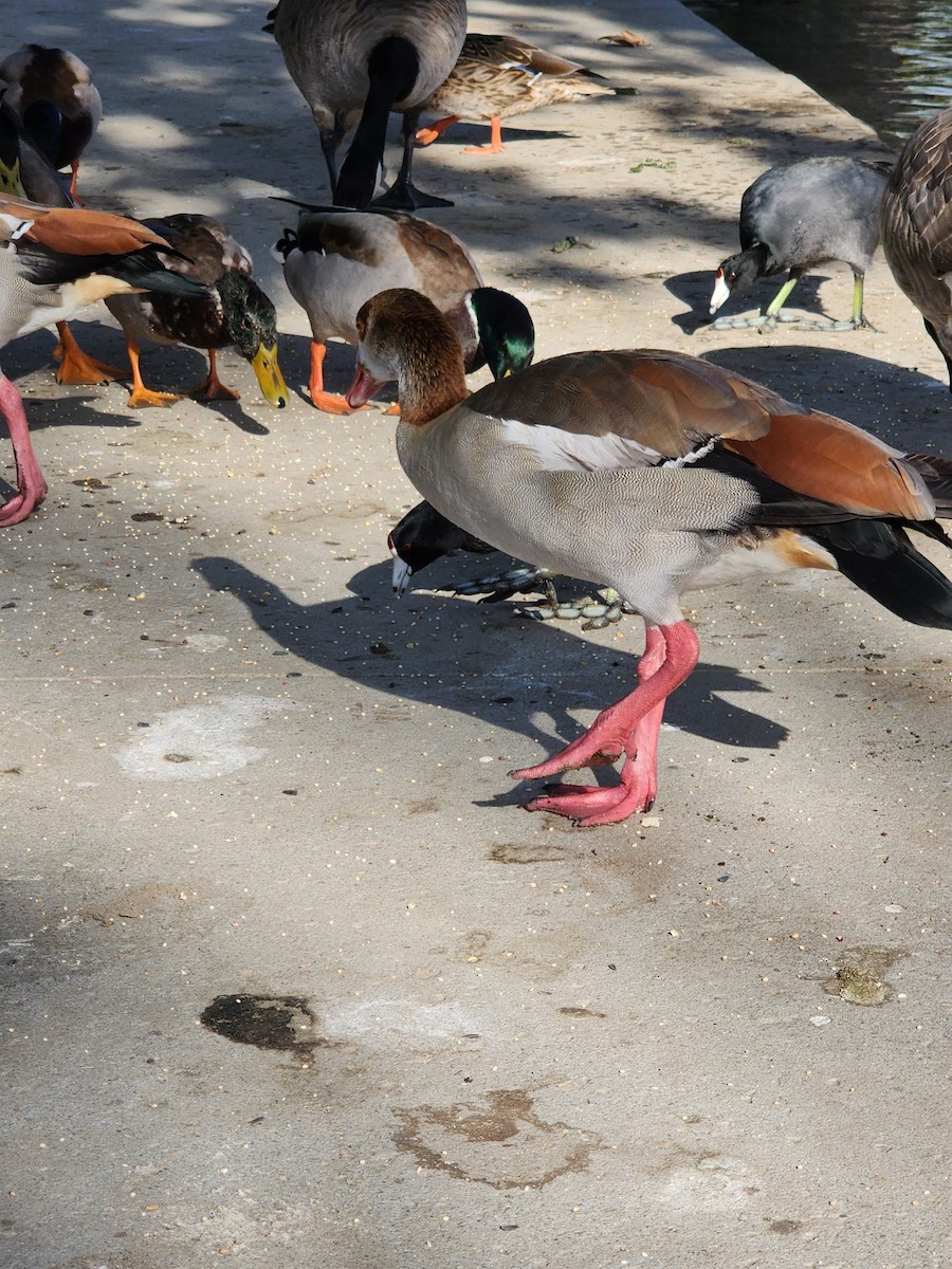 Egyptian Goose - ML491488901