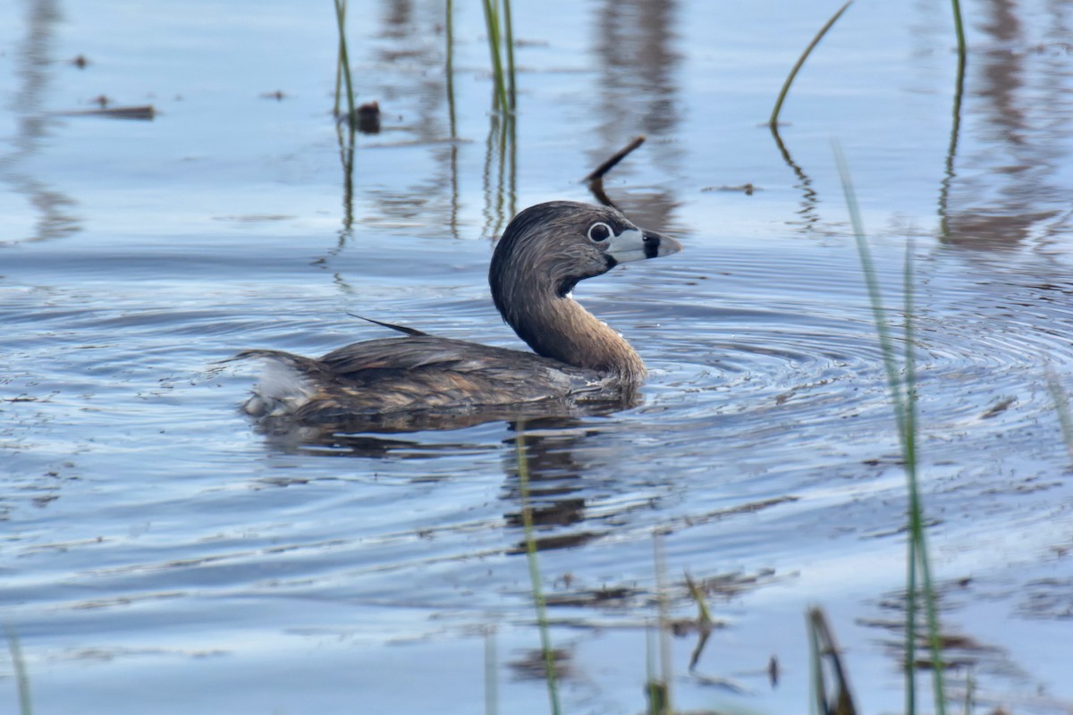 Pied-billed Grebe - ML491489491