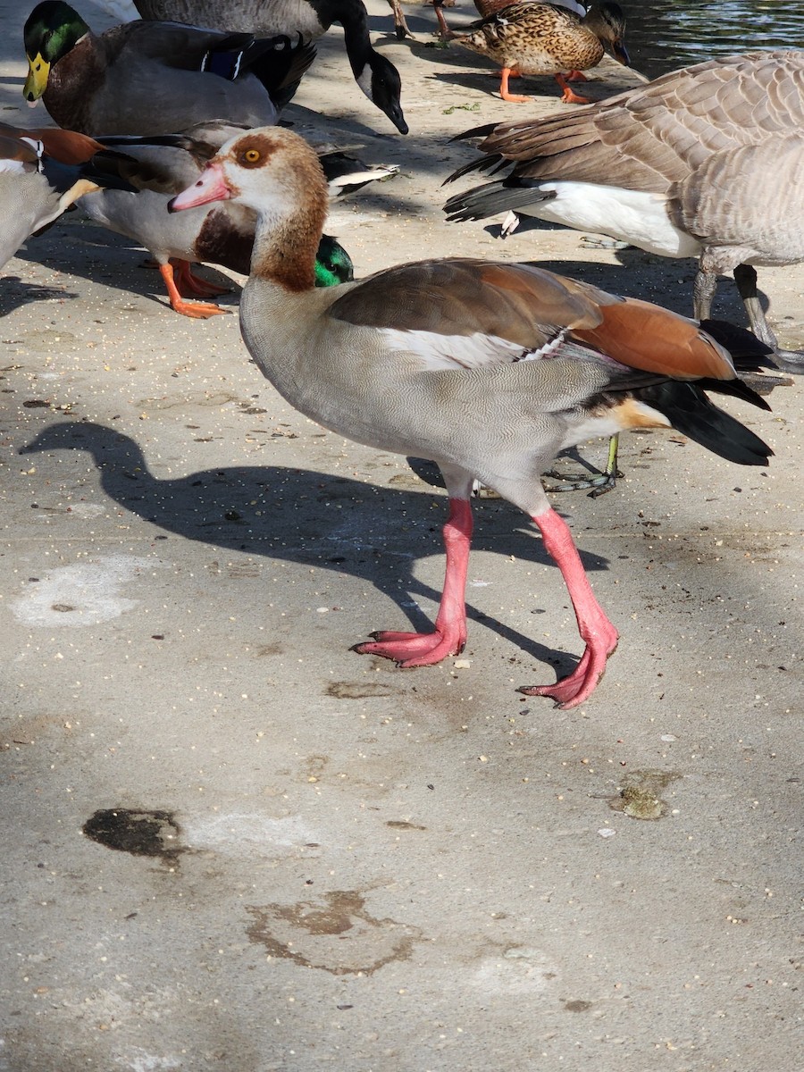 Egyptian Goose - ML491490281