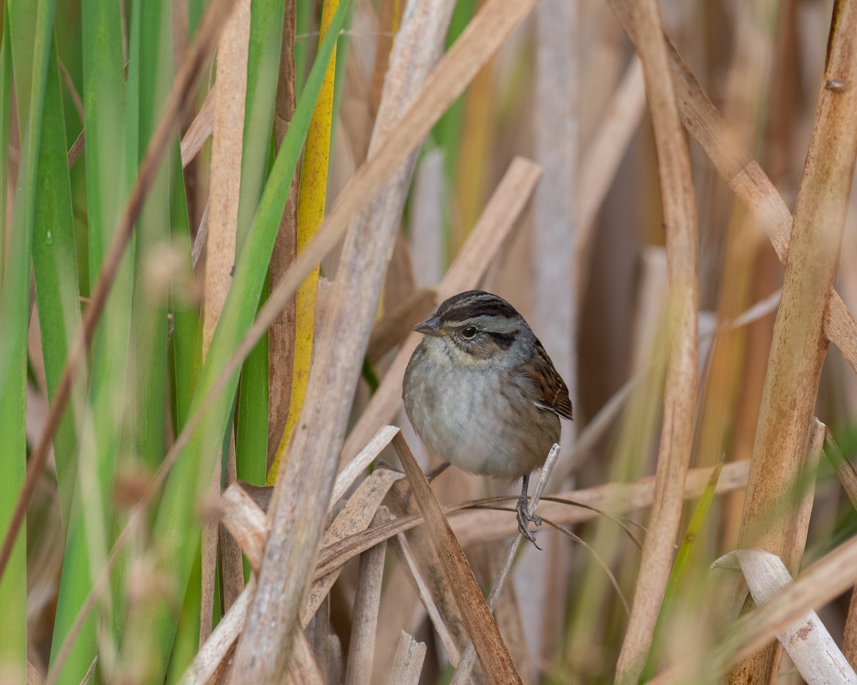 Swamp Sparrow - ML491491651