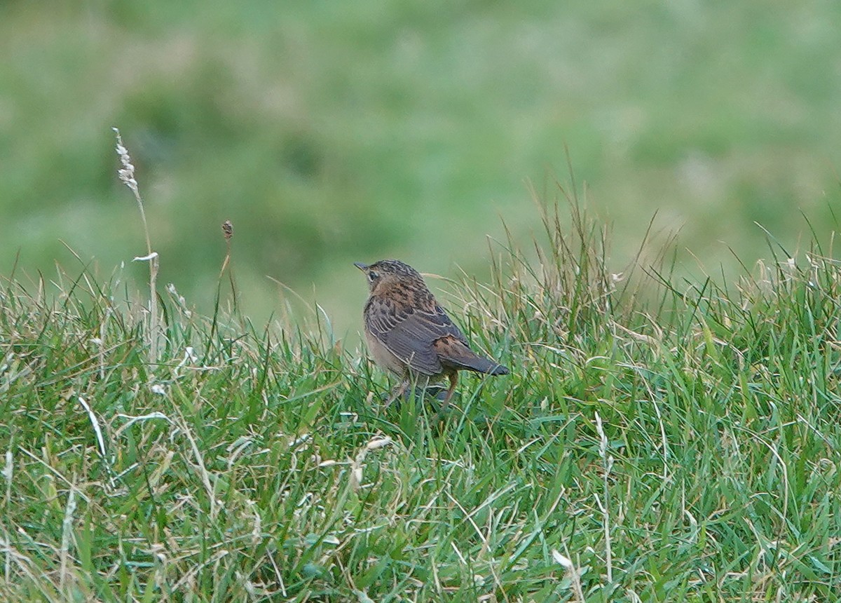 Pallas's Grasshopper Warbler - ML491491671