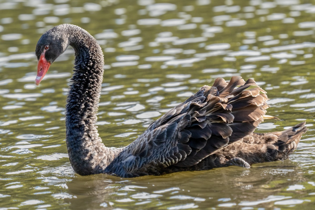Black Swan - ML491492031