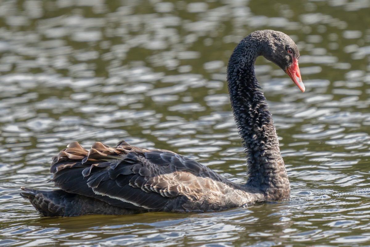 Black Swan - ML491492041