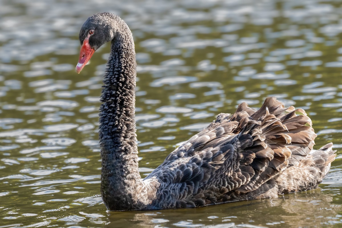 Black Swan - ML491492051