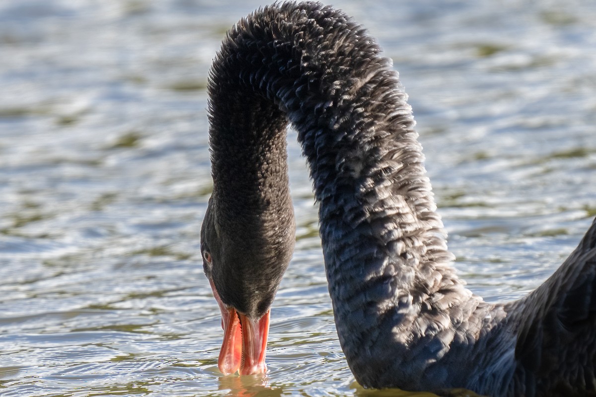 Black Swan - ML491492061