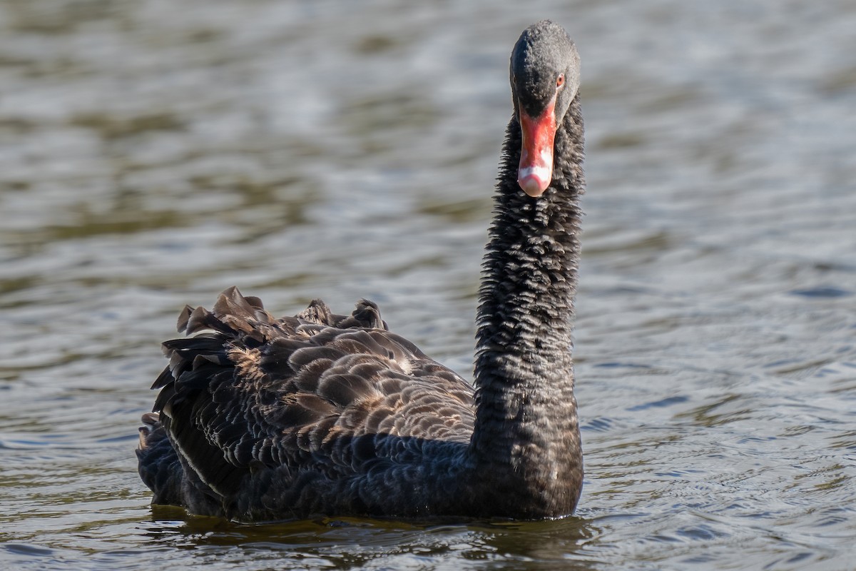 Black Swan - ML491492071