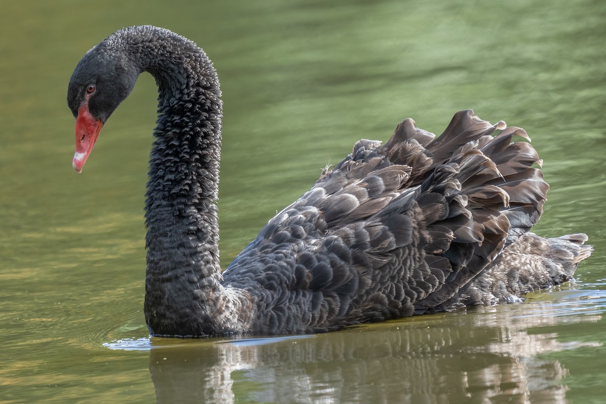 Black Swan - ML491492081