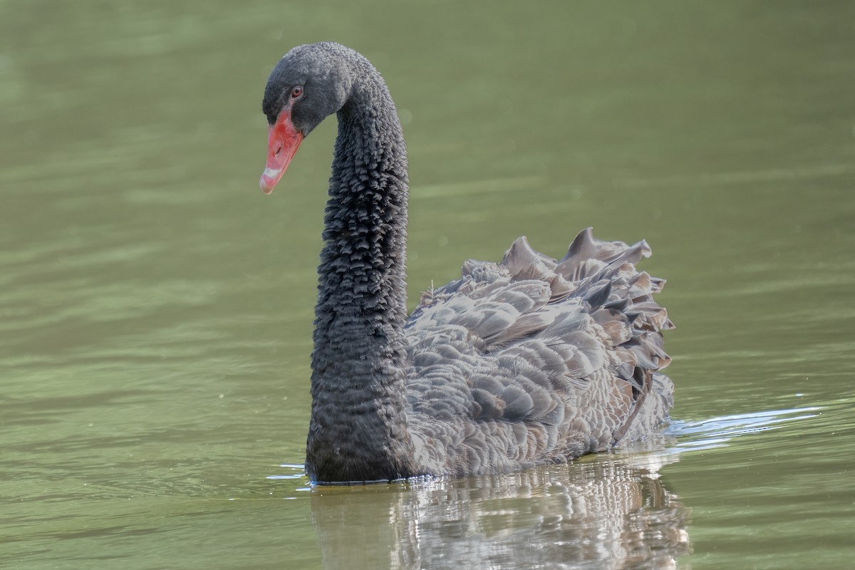 Black Swan - ML491492091
