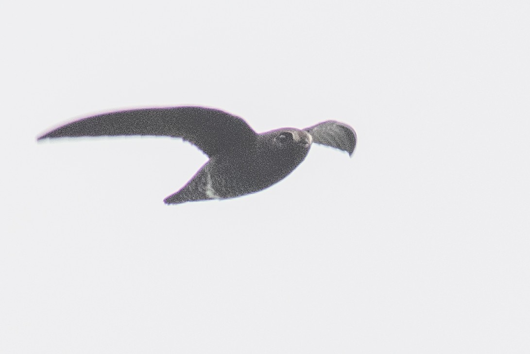 Spot-fronted Swift - ML491492451