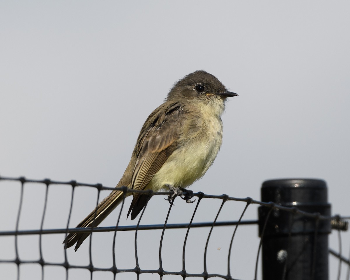 Eastern Phoebe - ML491492541