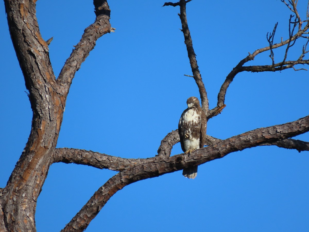 Red-tailed Hawk - ML491492721