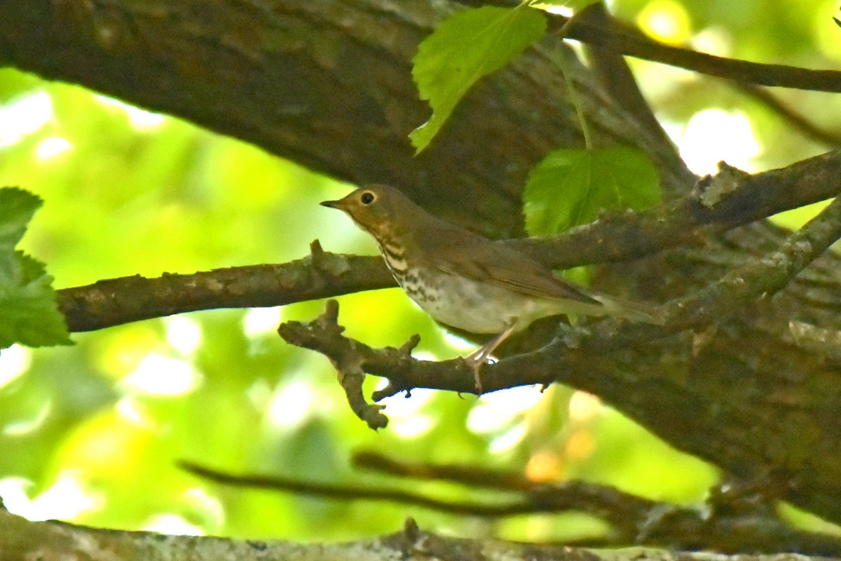 Swainson's Thrush - ML491493531