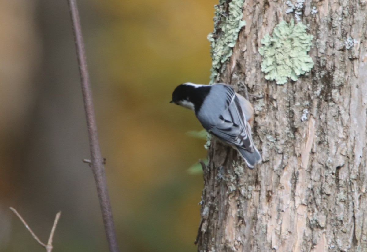 White-breasted Nuthatch - ML491494121