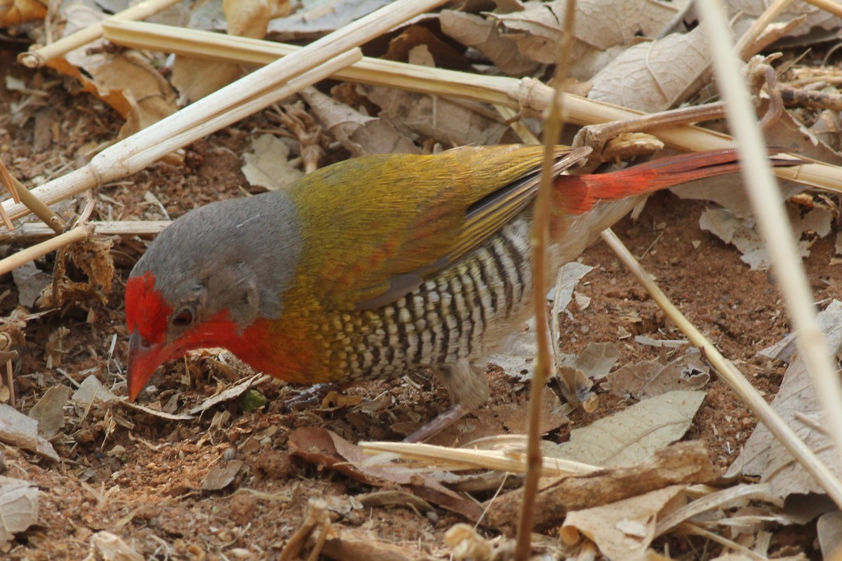 Green-winged Pytilia - Margaret Viens