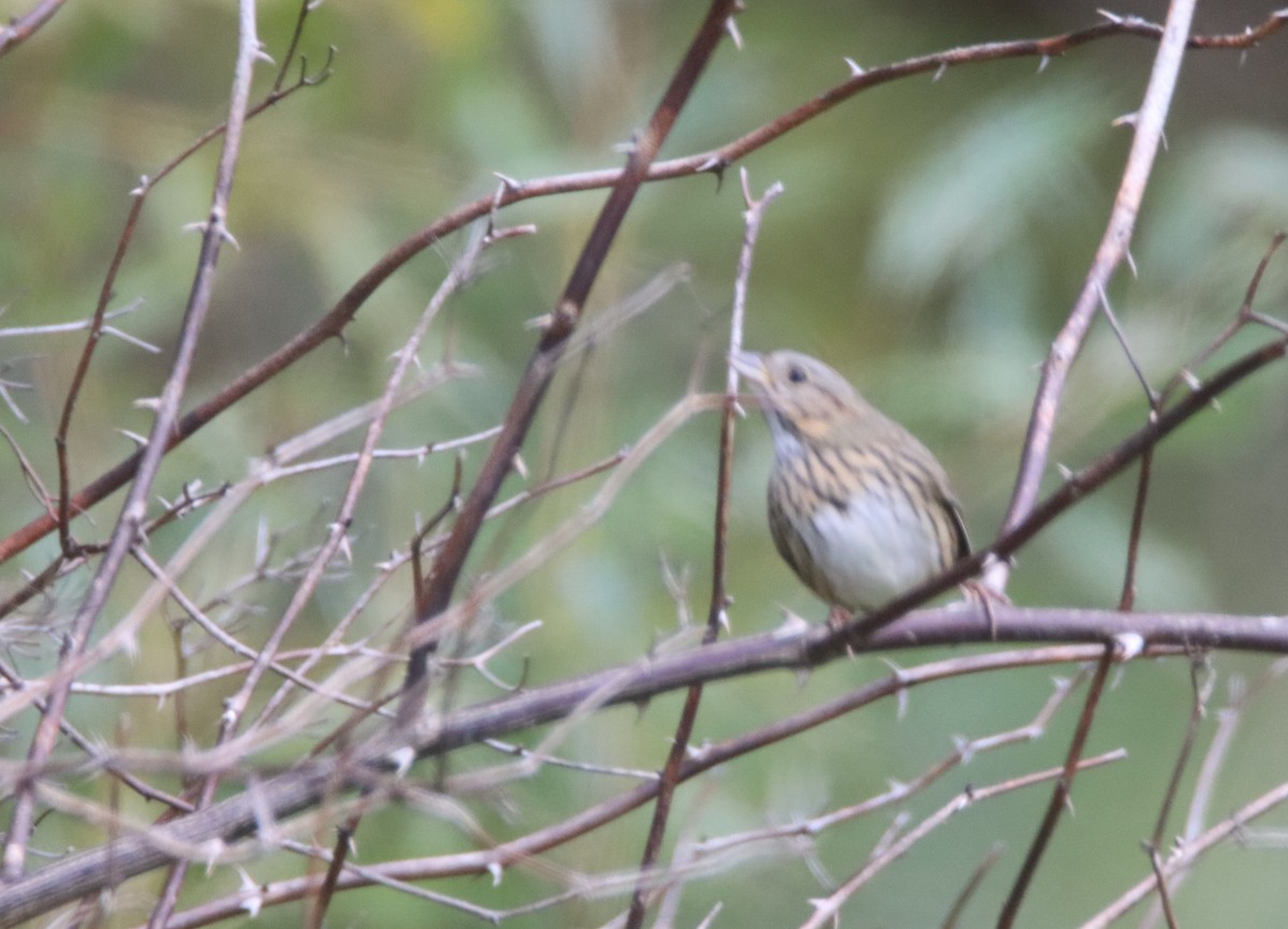 Lincoln's Sparrow - ML491494961