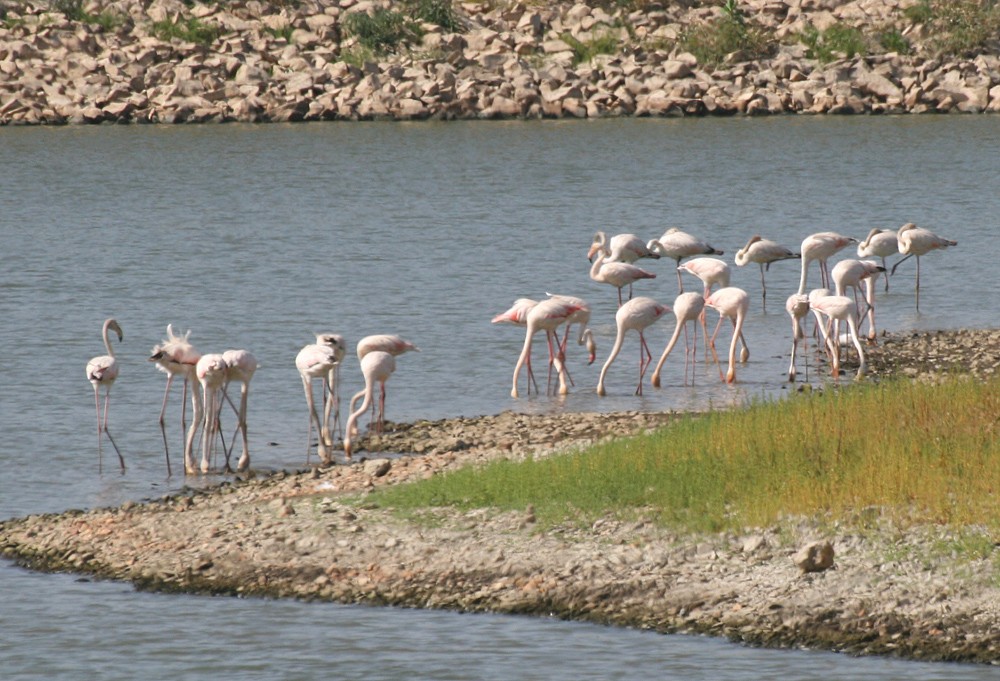 Greater Flamingo - ML491495741