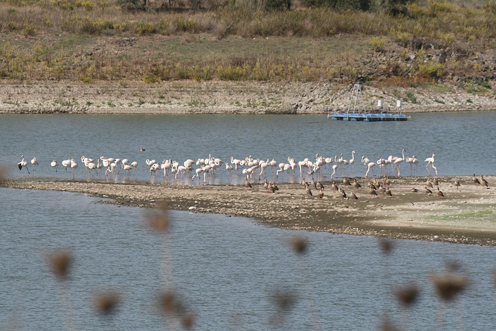 Greater Flamingo - ML491495751