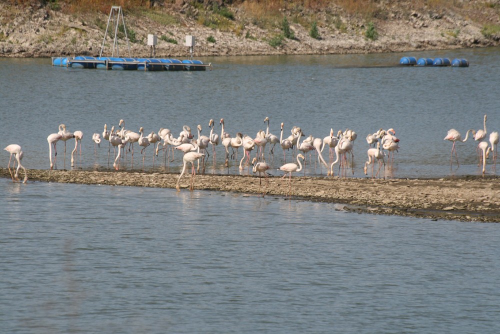 Greater Flamingo - ML491495761