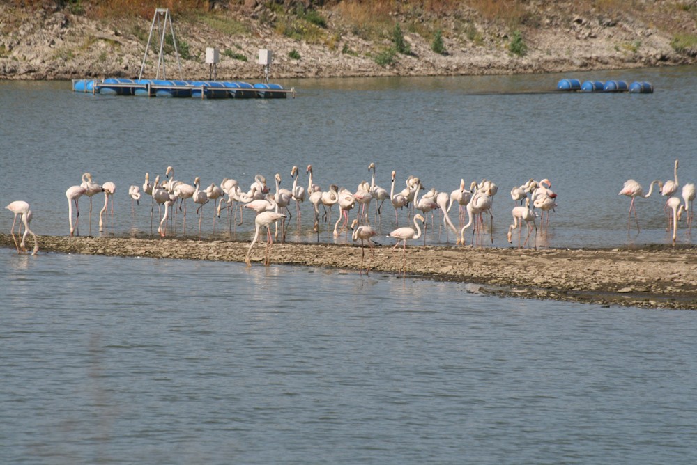 rosenflamingo - ML491495761