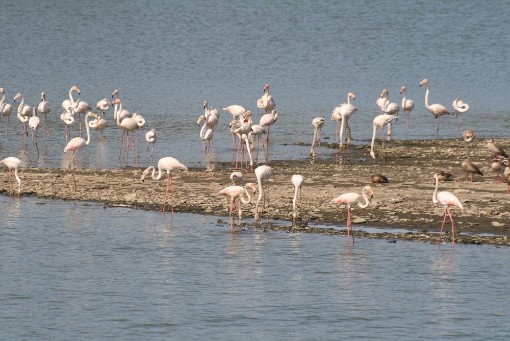 Greater Flamingo - ML491495771