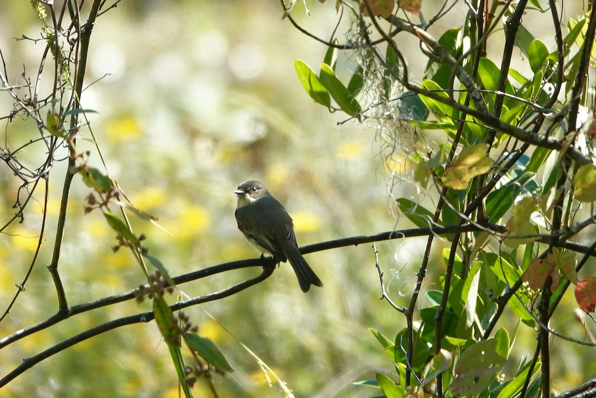 Eastern Phoebe - ML491496181