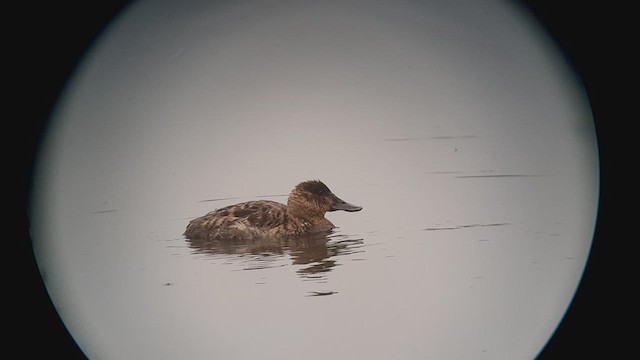 Ruddy Duck - ML491496211