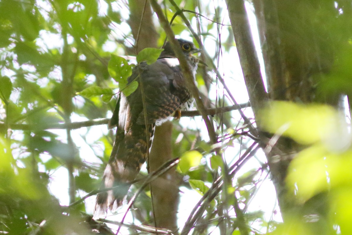 Barred Long-tailed Cuckoo - ML49149681