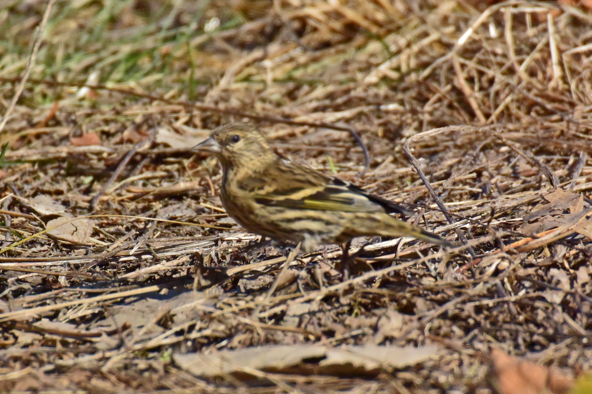 Pine Siskin - Clint Murray