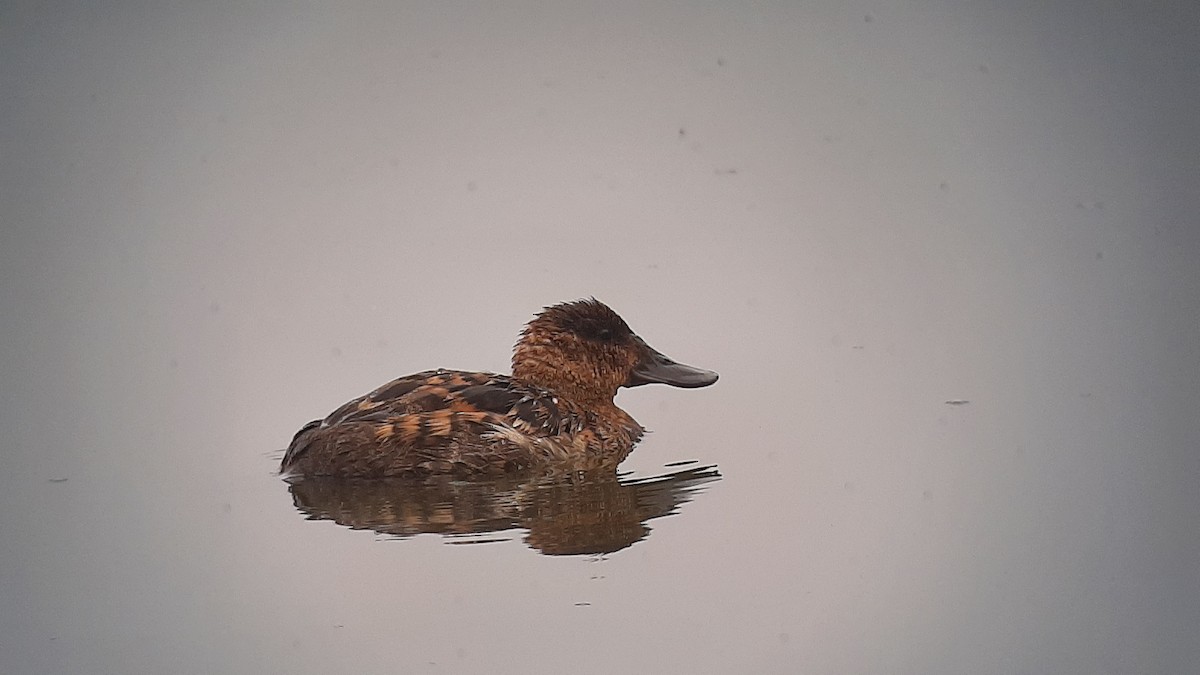 Ruddy Duck - ML491496901