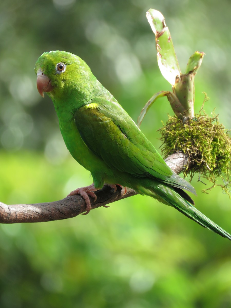 Plain Parakeet - ML491497551