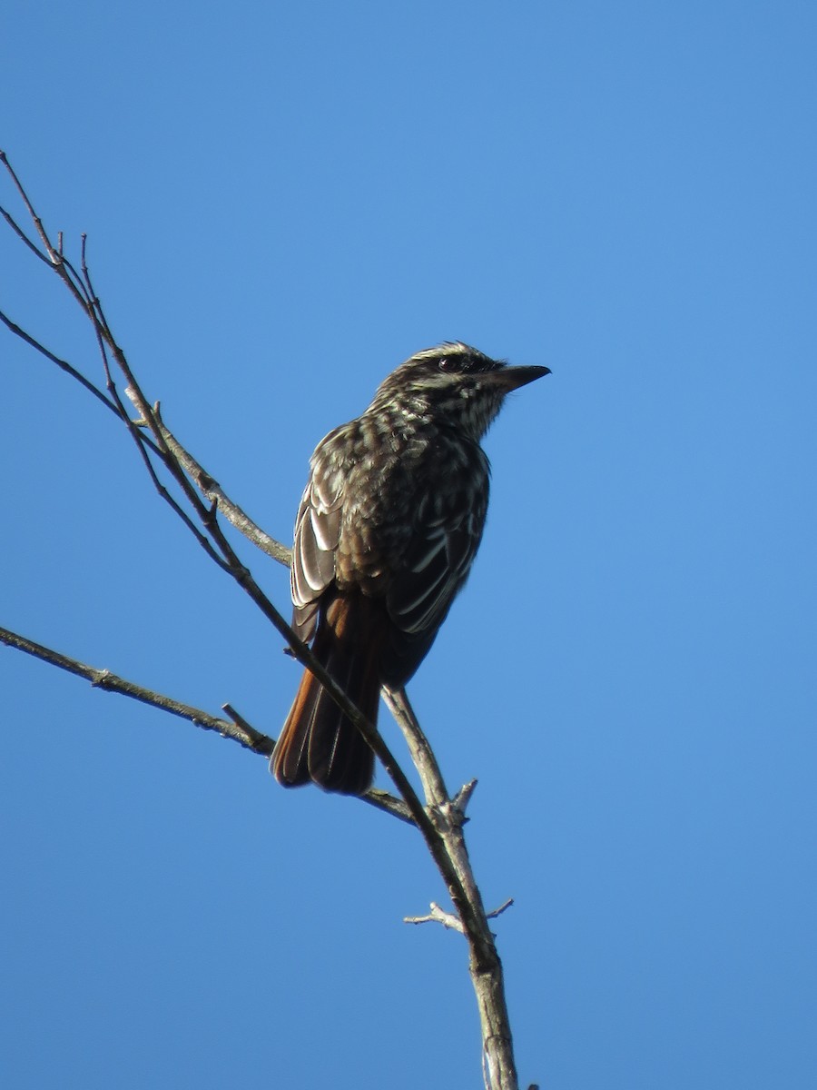Streaked Flycatcher - ML491497791